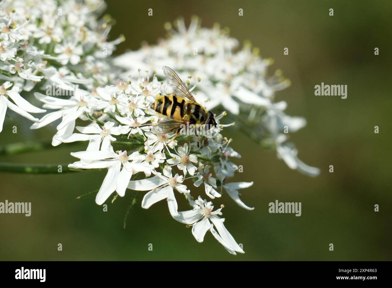 Un'ape raccoglie il polline dal fiore bianco Foto Stock