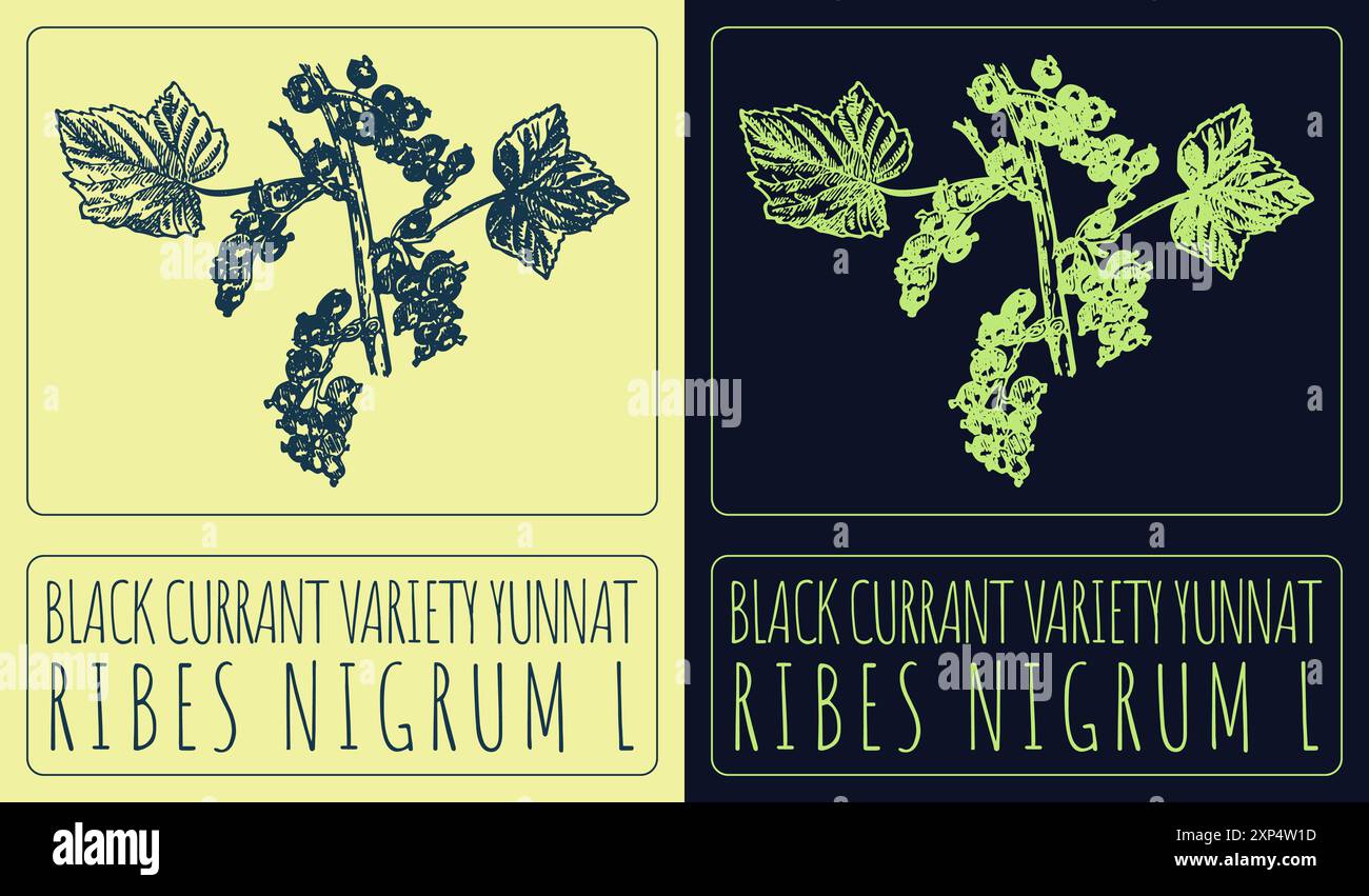 VARIETÀ DI RIBES NERO con disegno vettoriale YUNNAT. Illustrazione disegnata a mano. Il nome latino è RIBES NIGRUM L. Illustrazione Vettoriale
