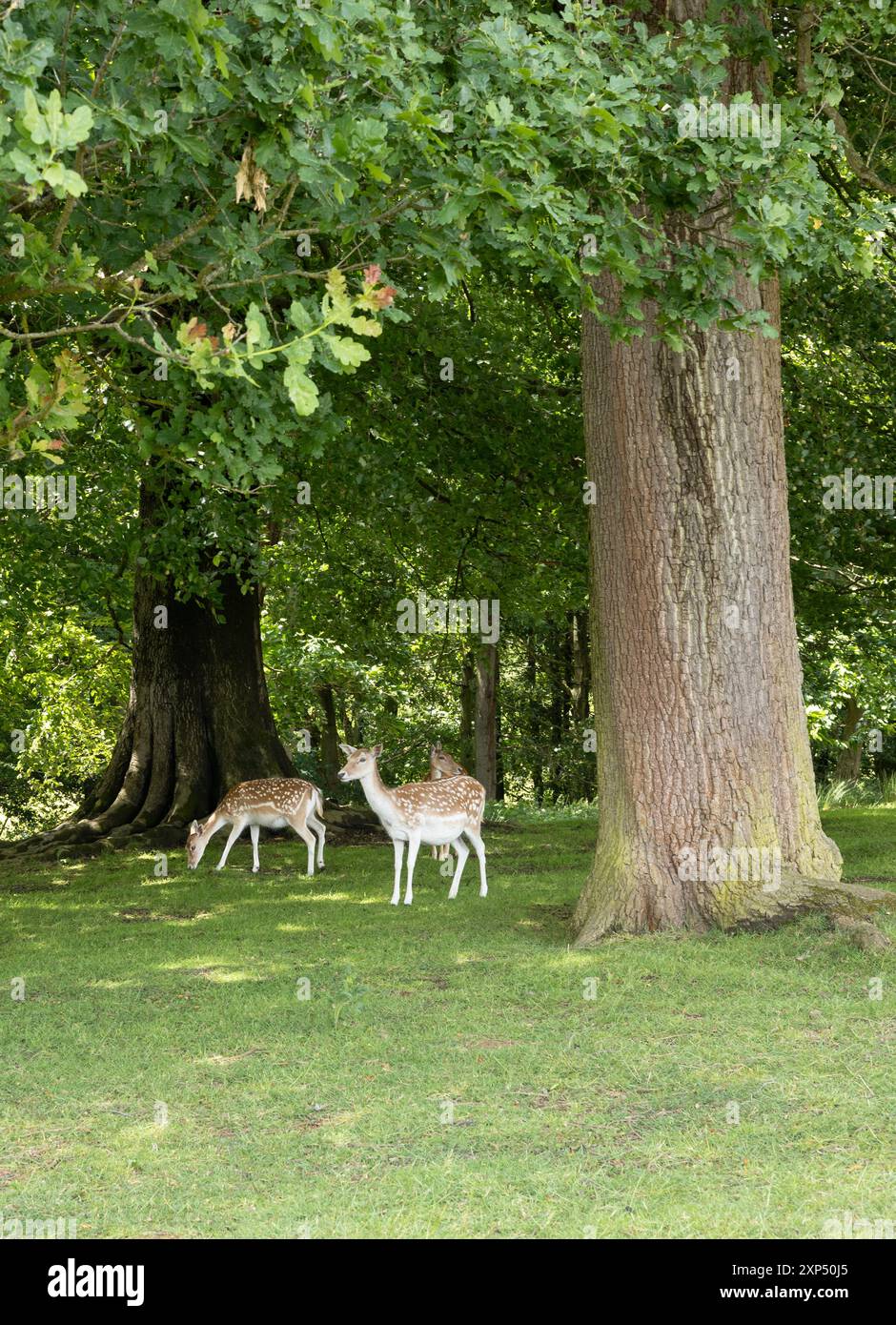 Un tranquillo prato con lussureggiante erba verde, caratterizzato da cervi che pascolano pacificamente in primo piano, catturando la tranquilla bellezza della campagna britannica. Foto Stock