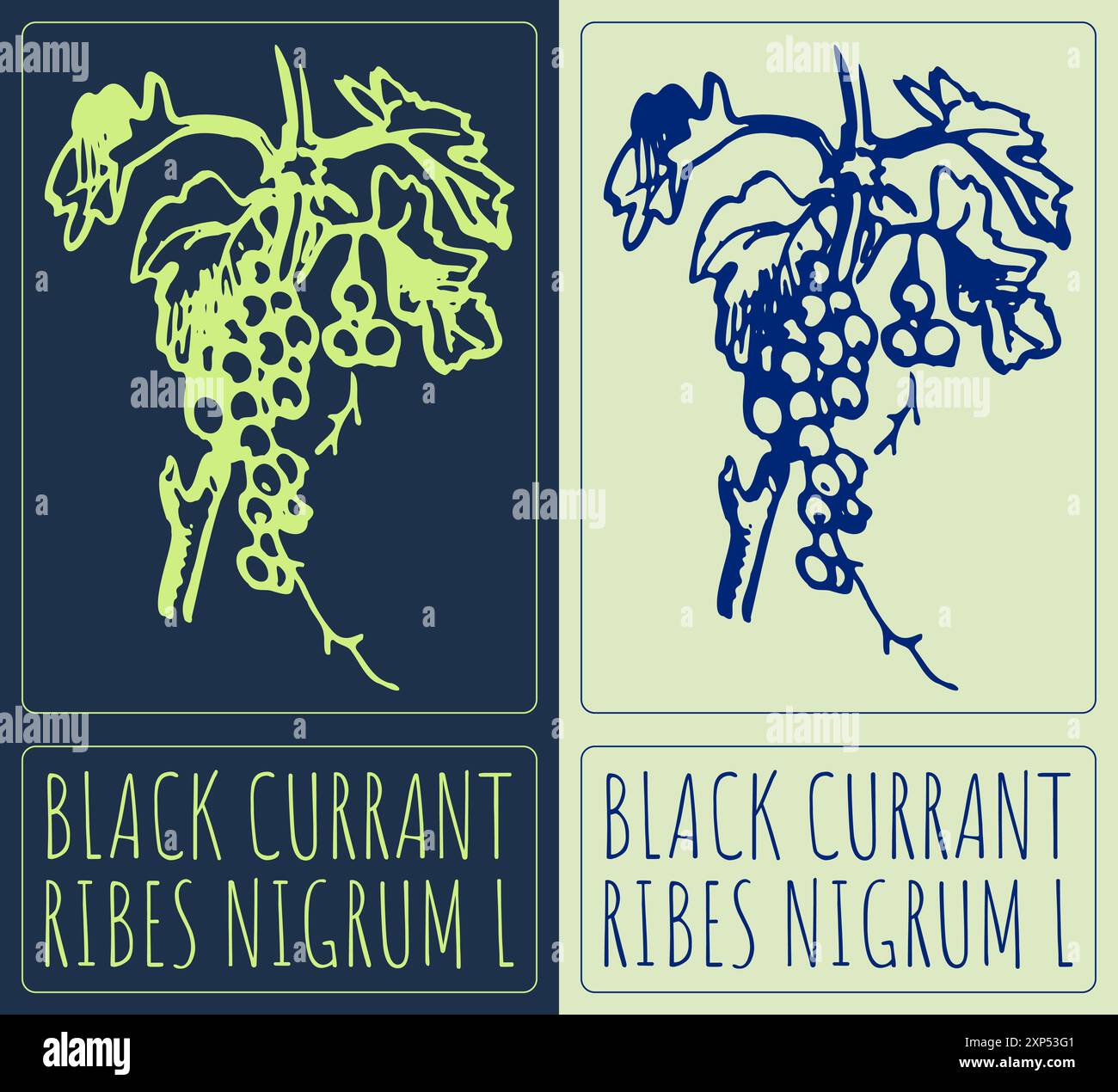 RIBES NERO disegno vettoriale. Illustrazione disegnata a mano. Il nome latino è RIBES NIGRUM L. Illustrazione Vettoriale