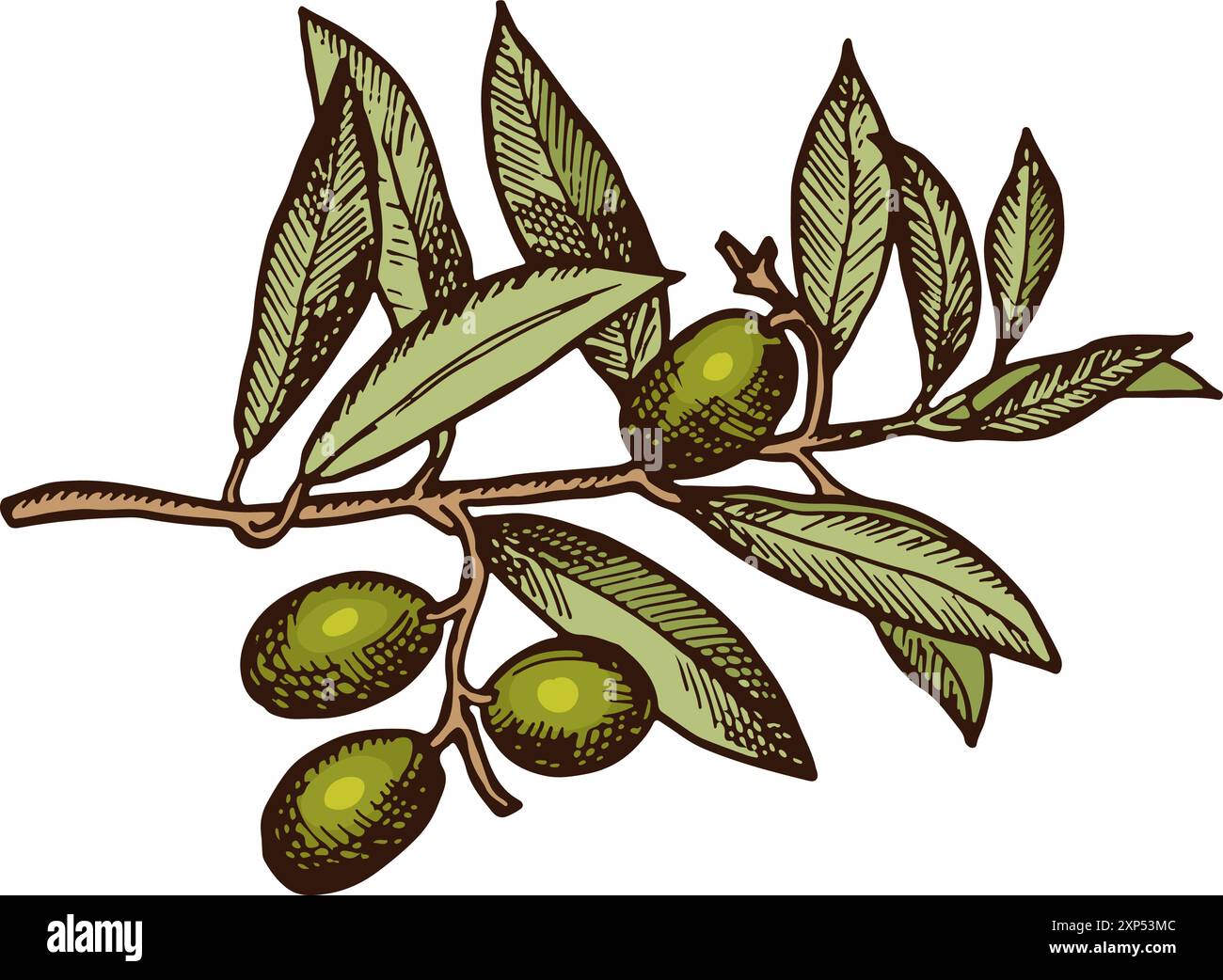 Ramo di olivo biologico. Disegno greco a colori Illustrazione Vettoriale