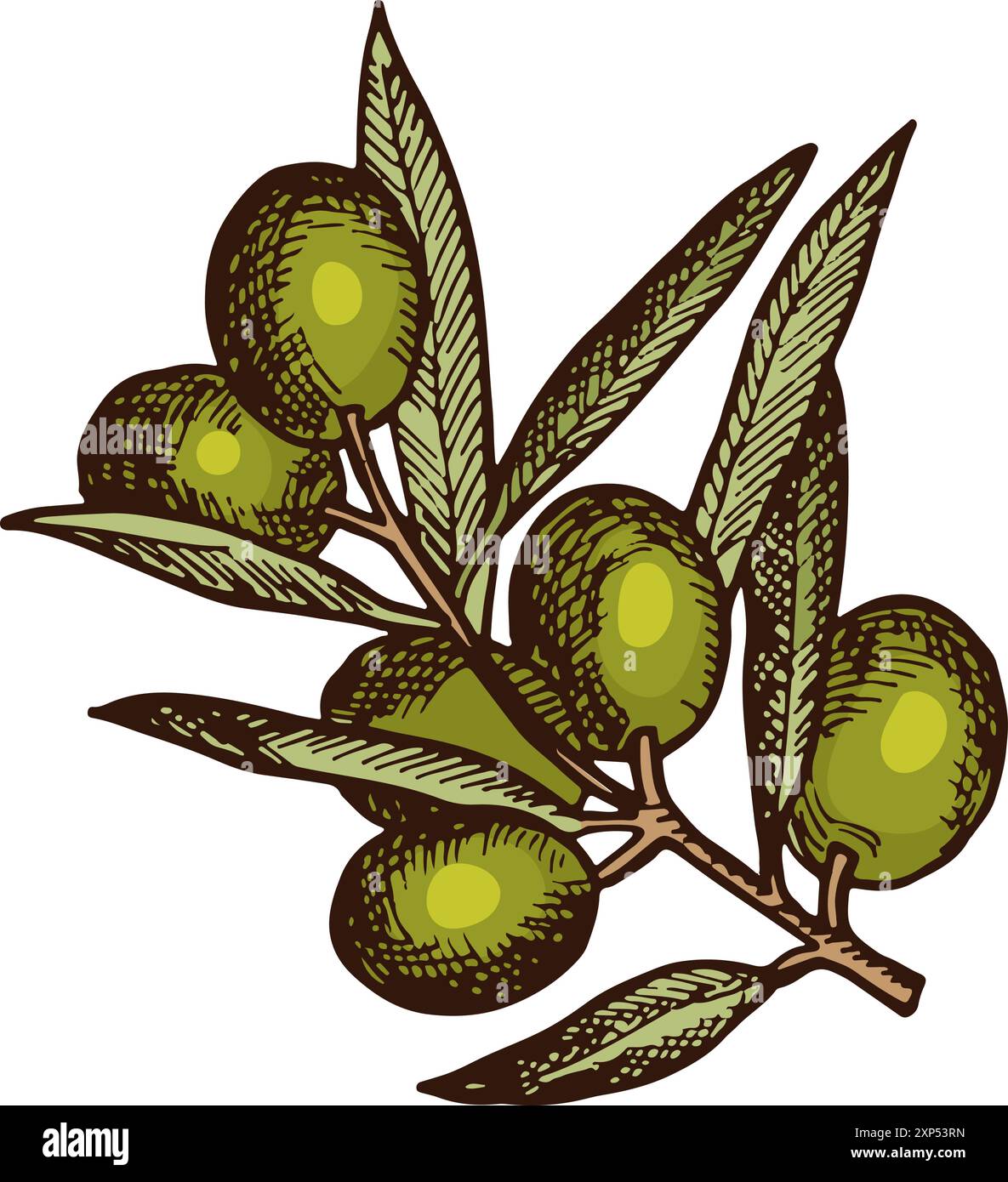 Olive verdi che crescono sul ramo. Albero dell'olio greco Illustrazione Vettoriale
