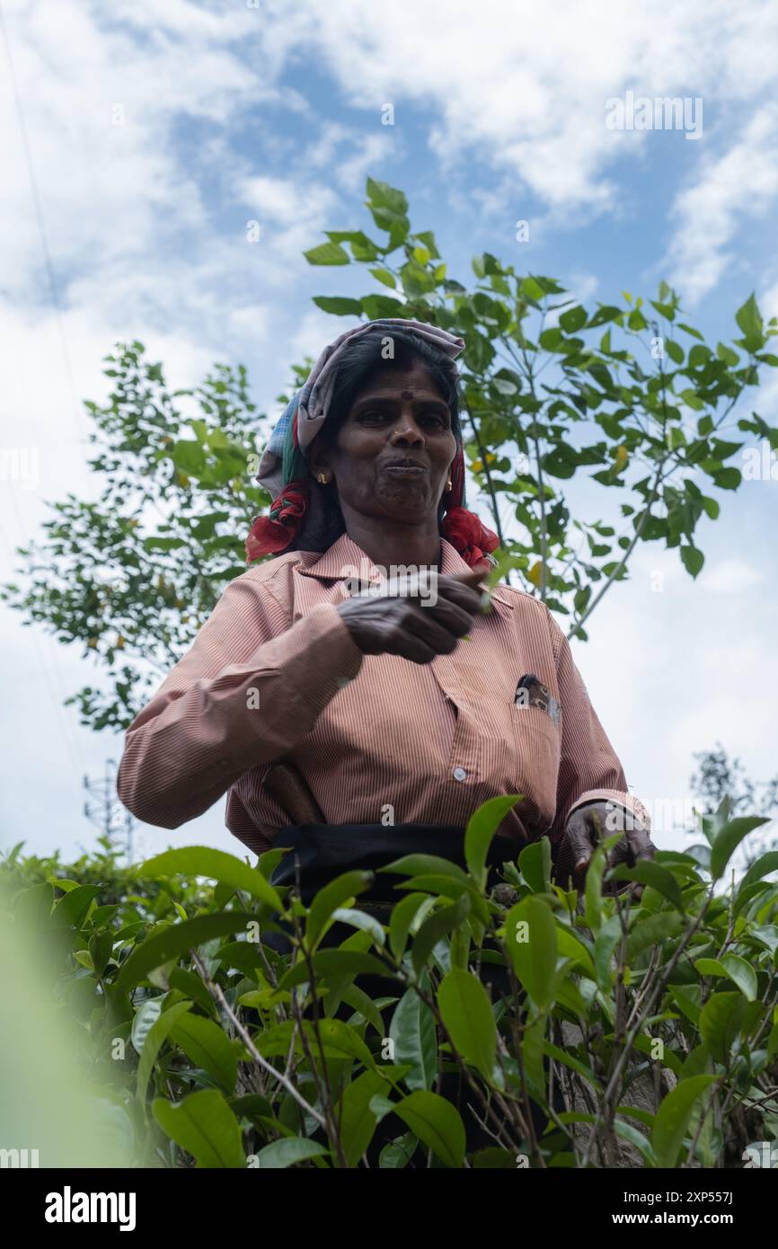 Selezionatrice di tè a Ella, Sri Lanka Foto Stock