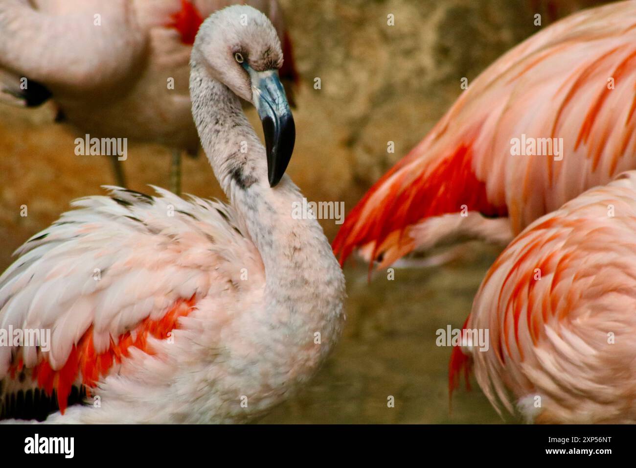 Stormo di fenicotteri allo zoo di Atlanta Foto Stock