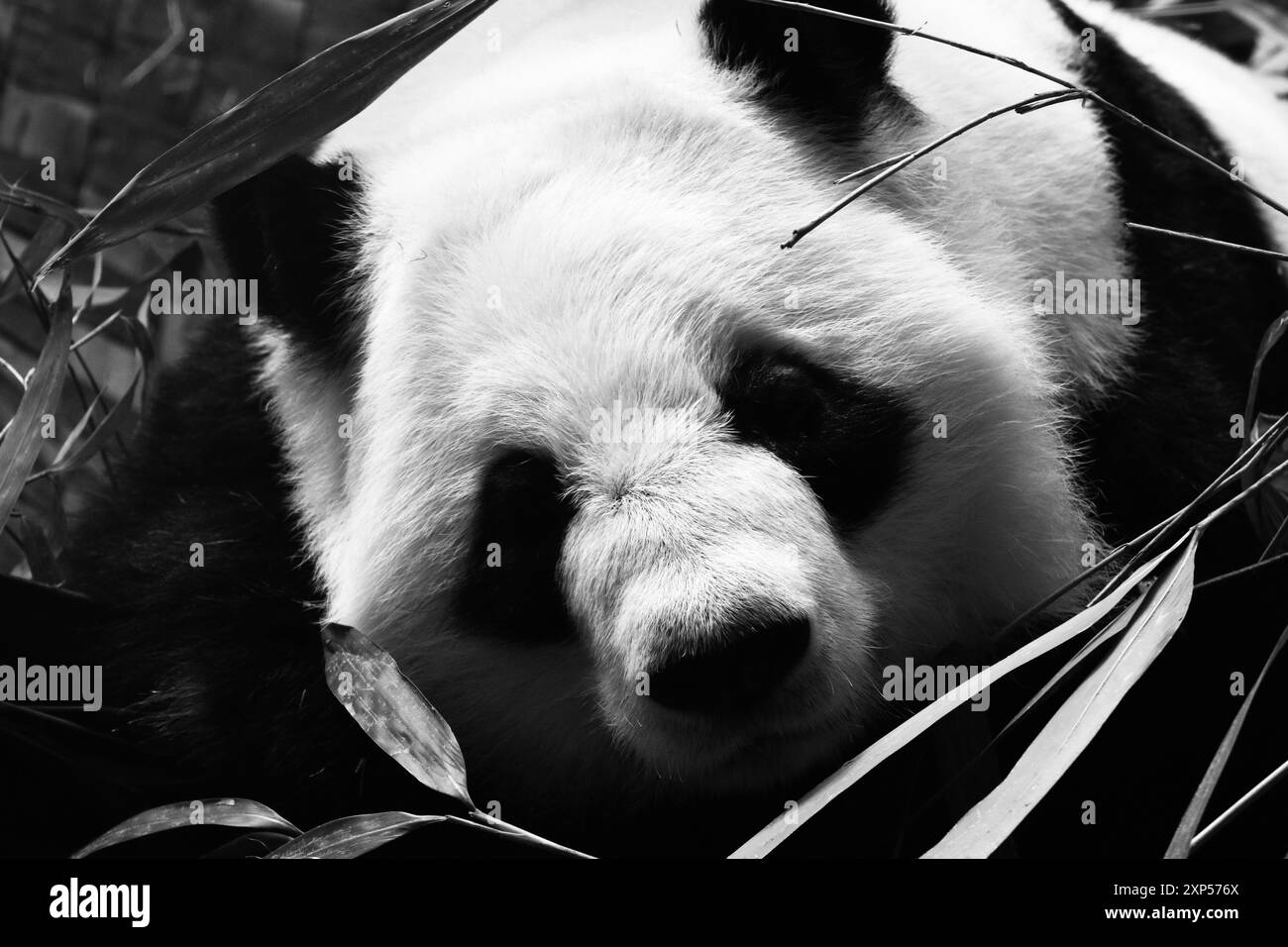 Panda gigante allo zoo di Atlanta Foto Stock
