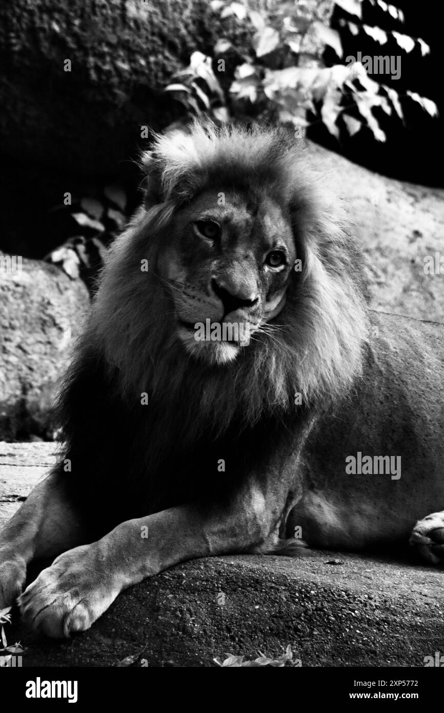 Ritratto bianco e nero di un leone maschio, Zoo Atlanta Foto Stock