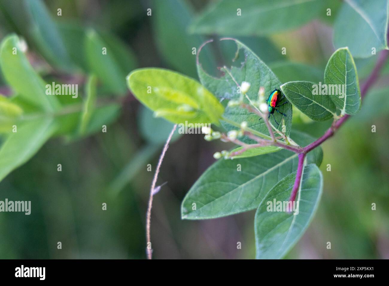 Colorato Bug on Leaf Foto Stock