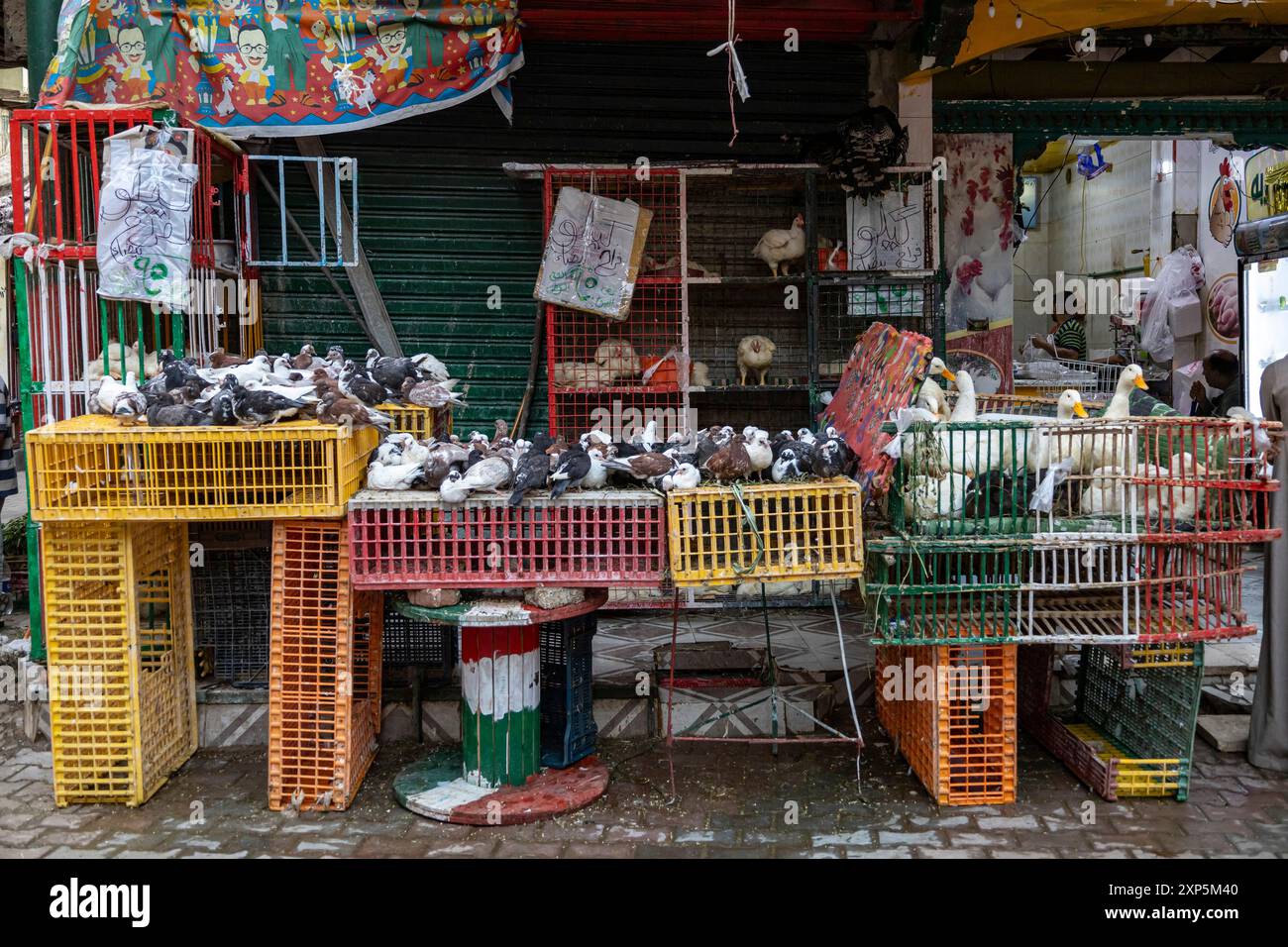 Città di Sohag (Suhag, Suhaj), vender di uccelli per mangiare, centro città vicino alla stazione ferroviaria, sponda occidentale del Nilo, Egitto, Nord Africa, Africa Foto Stock
