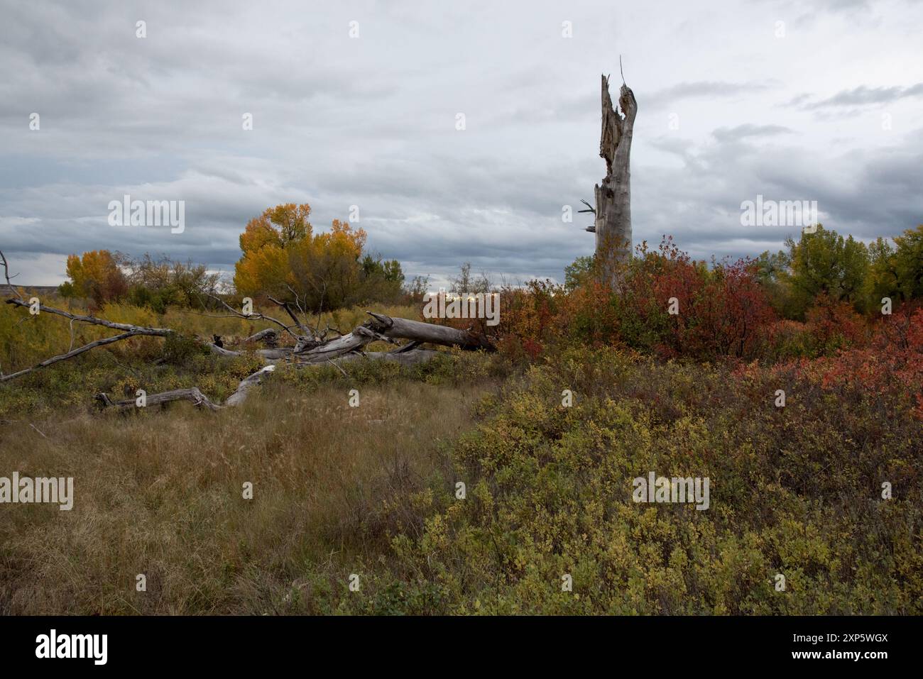il cottonwood orientale cresce lungo il fiume Red Deer nei calanchi canadesi del Dinosaur Provincial Park in Alberta, Canada. Foto Stock