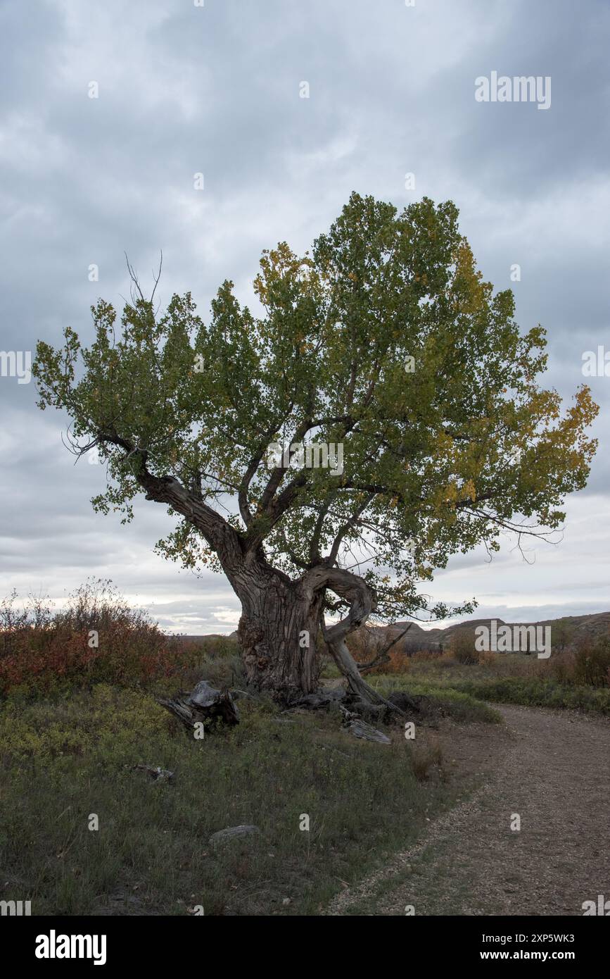 il cottonwood orientale cresce lungo il fiume Red Deer nei calanchi canadesi del Dinosaur Provincial Park in Alberta, Canada. Foto Stock
