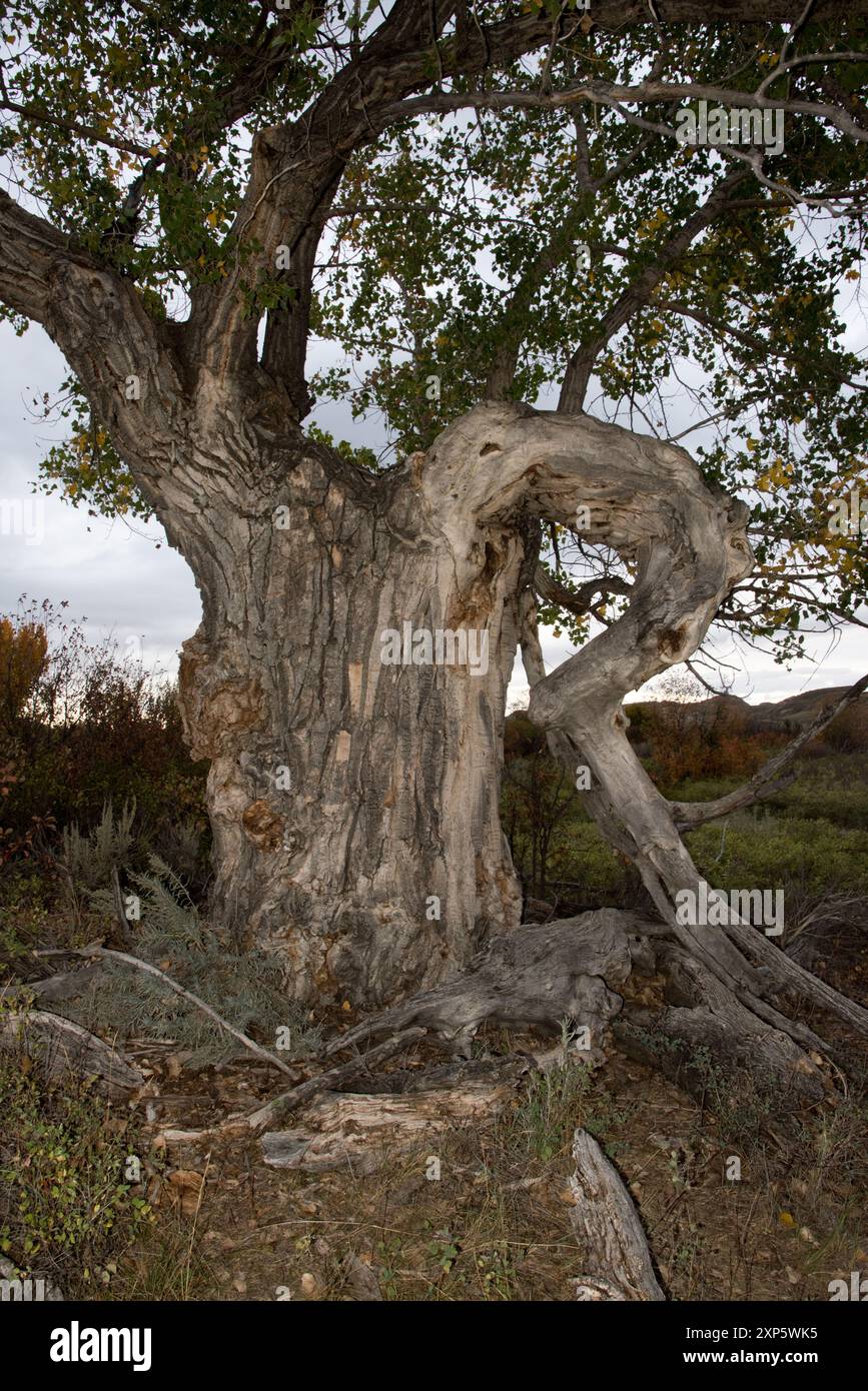 il cottonwood orientale cresce lungo il fiume Red Deer nei calanchi canadesi del Dinosaur Provincial Park in Alberta, Canada. Foto Stock