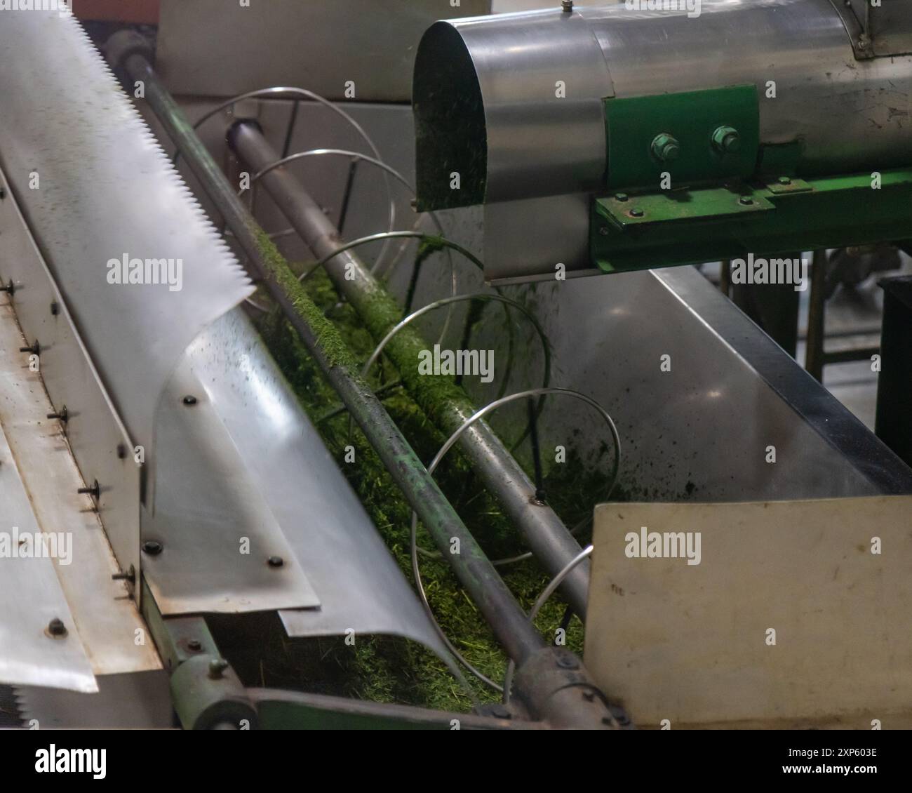 Foglie di tè lavorate da macchinari per la produzione di bustine di tè Foto Stock