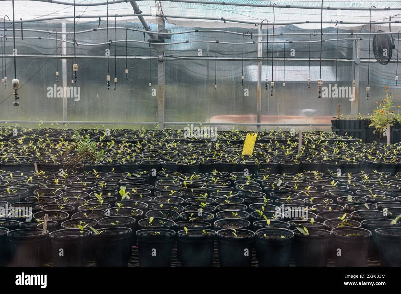 Serra con piante di foglie di tè di diverse dimensioni che si preparano alla crescita commerciale Foto Stock