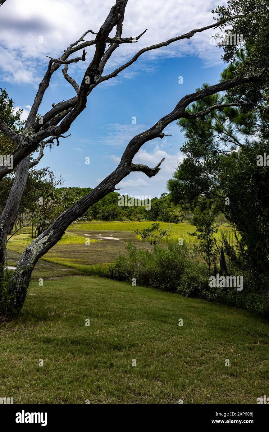 Splendido paesaggio paludoso del South Carolina con alberi morti in orientamento verticale Foto Stock