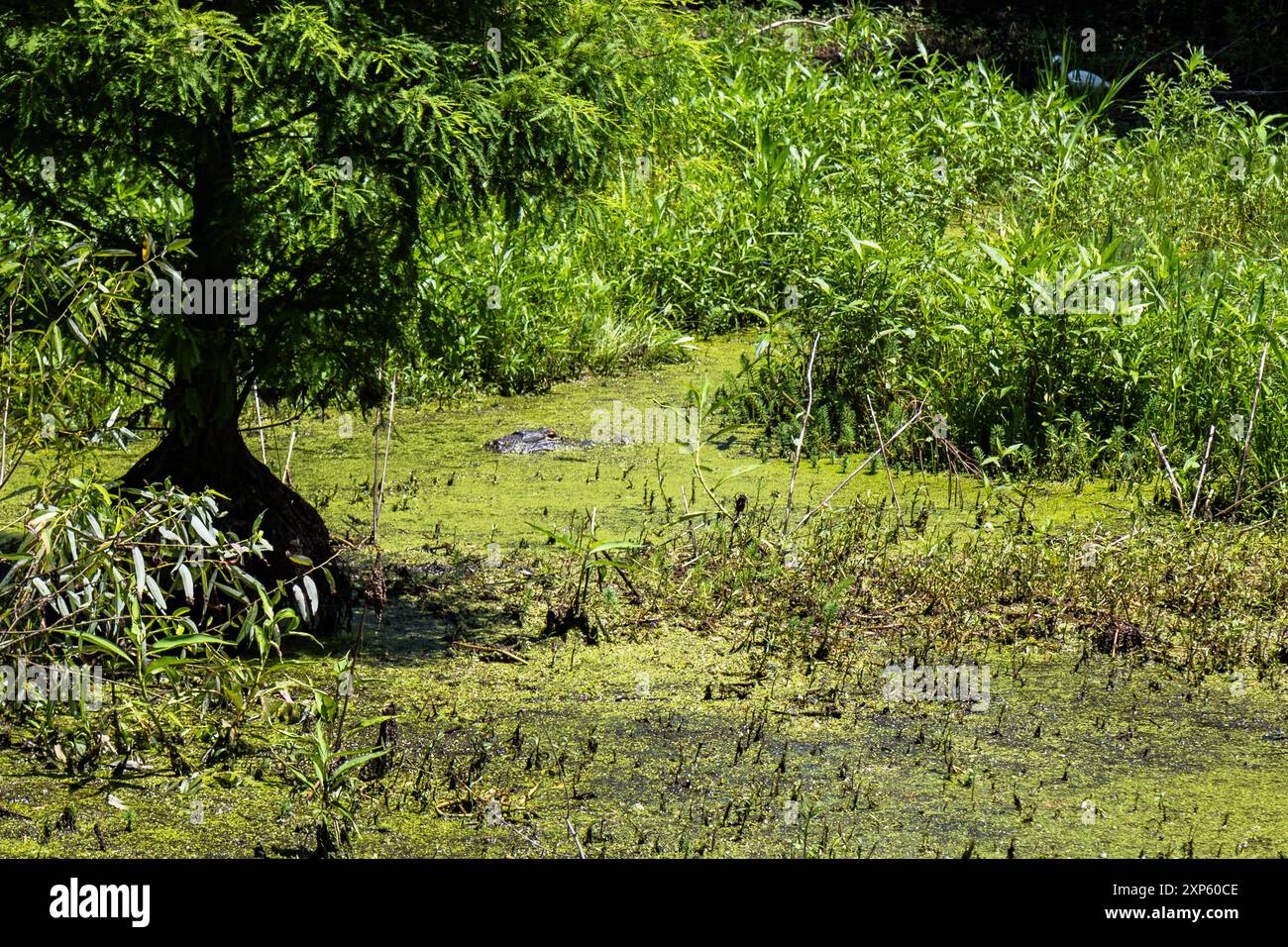 Testa di alligatore mimetizzata in acqua verde palude Foto Stock