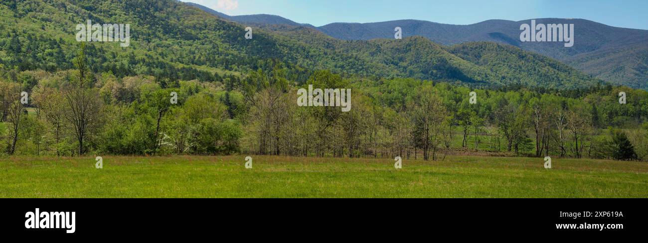 Verde primaverile e alberi in erba a Cades Cove nel Parco Nazionale delle Great Smoky Mountains Foto Stock