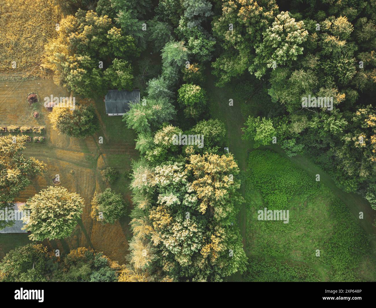 Vista aerea su un piccolo giardino boscoso nel Midwest americano Foto Stock