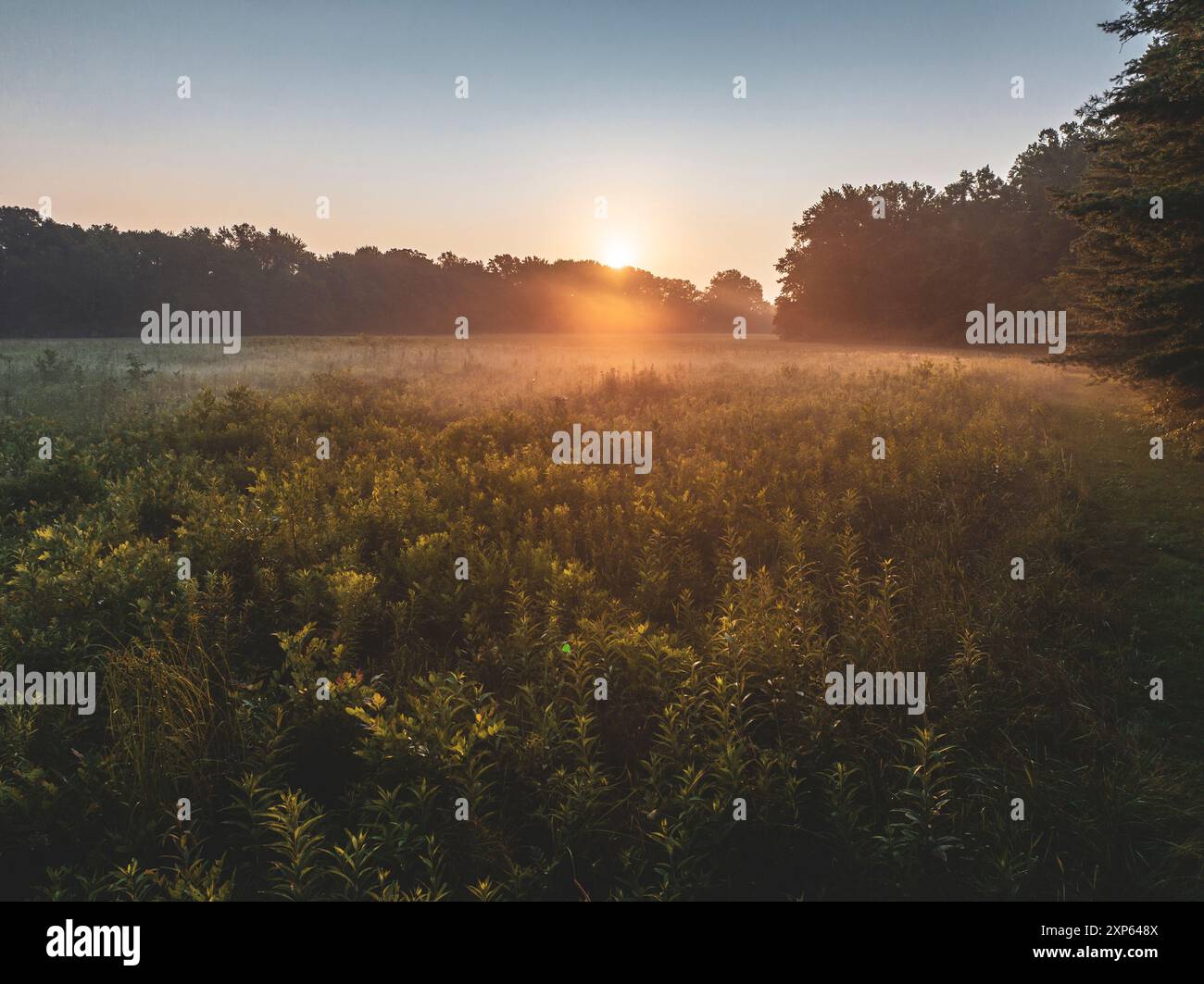 Erba prateria in Indiana all'alba di una mattina d'estate Foto Stock