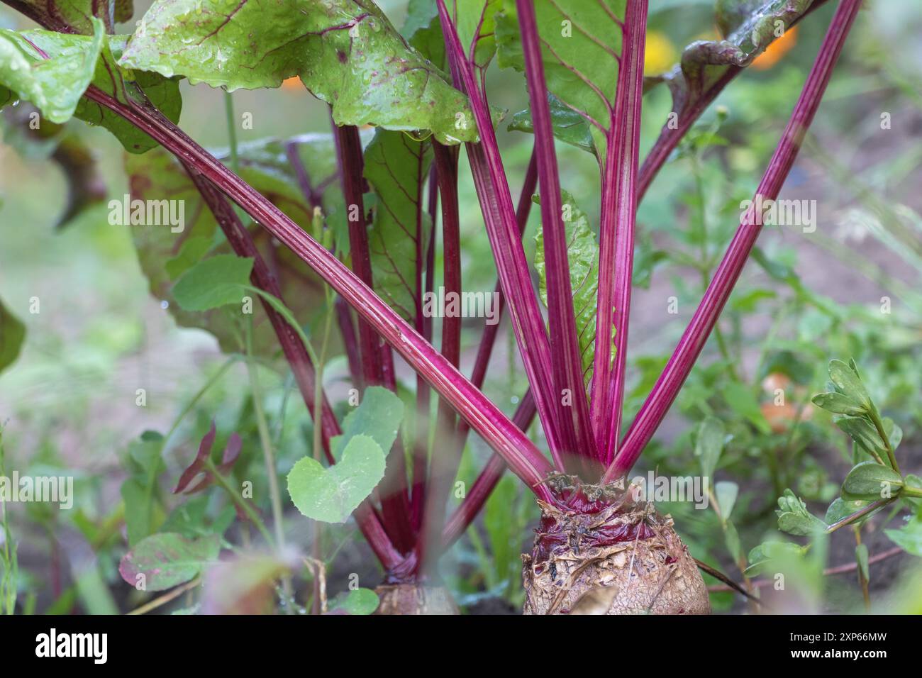 Foto ravvicinata delle barbabietole che crescono in giardino, con foglie rosse e verdi e uno stelo dritto rosa con radici in fondo Foto Stock