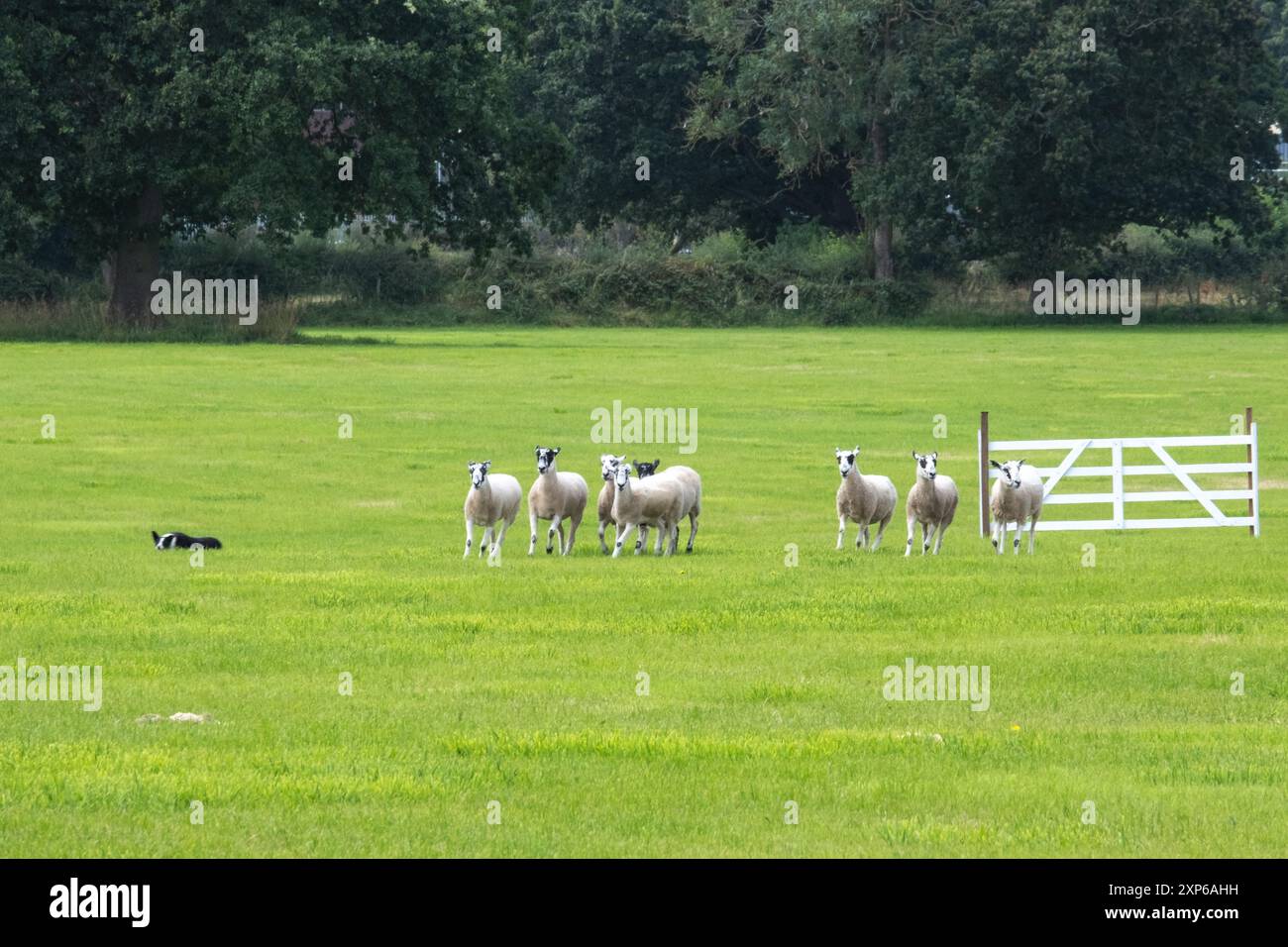 Pecore e cani da pecora al Sheep Dog Trials di Macclesfield, Cheshire, nell'agosto 2024 Foto Stock