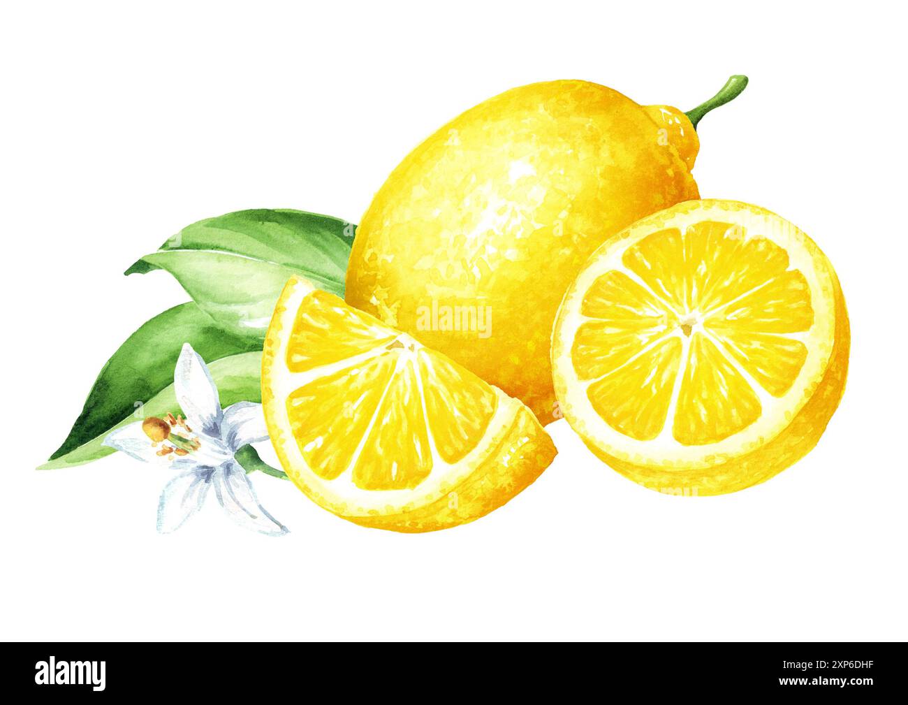 Frutta fresca al limone con fiori e foglie verdi. Illustrazione ad acquerello disegnata a mano isolata su sfondo bianco Foto Stock
