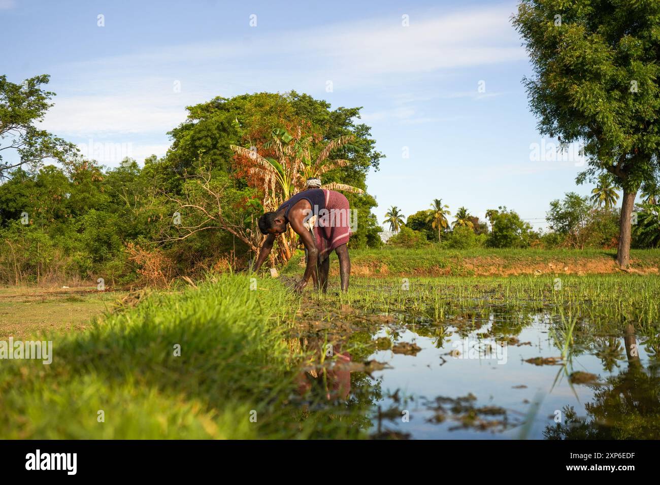 Due agricoltori indiani che lavorano sul campo in estate Foto Stock