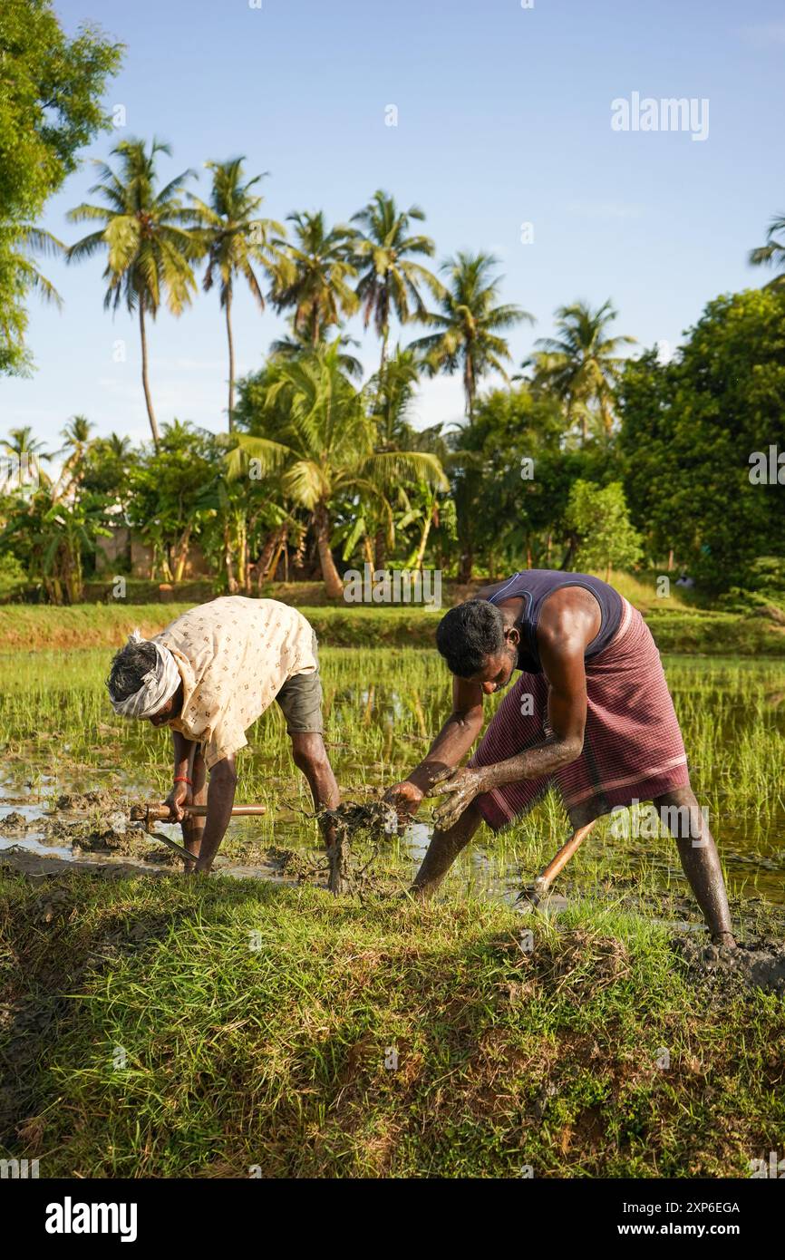 Due agricoltori indiani che lavorano sul campo in estate Foto Stock