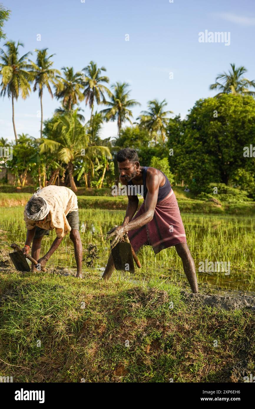 Due agricoltori indiani che lavorano sul campo in estate Foto Stock