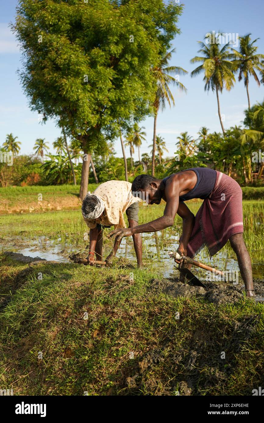 Due agricoltori indiani che lavorano sul campo in estate Foto Stock