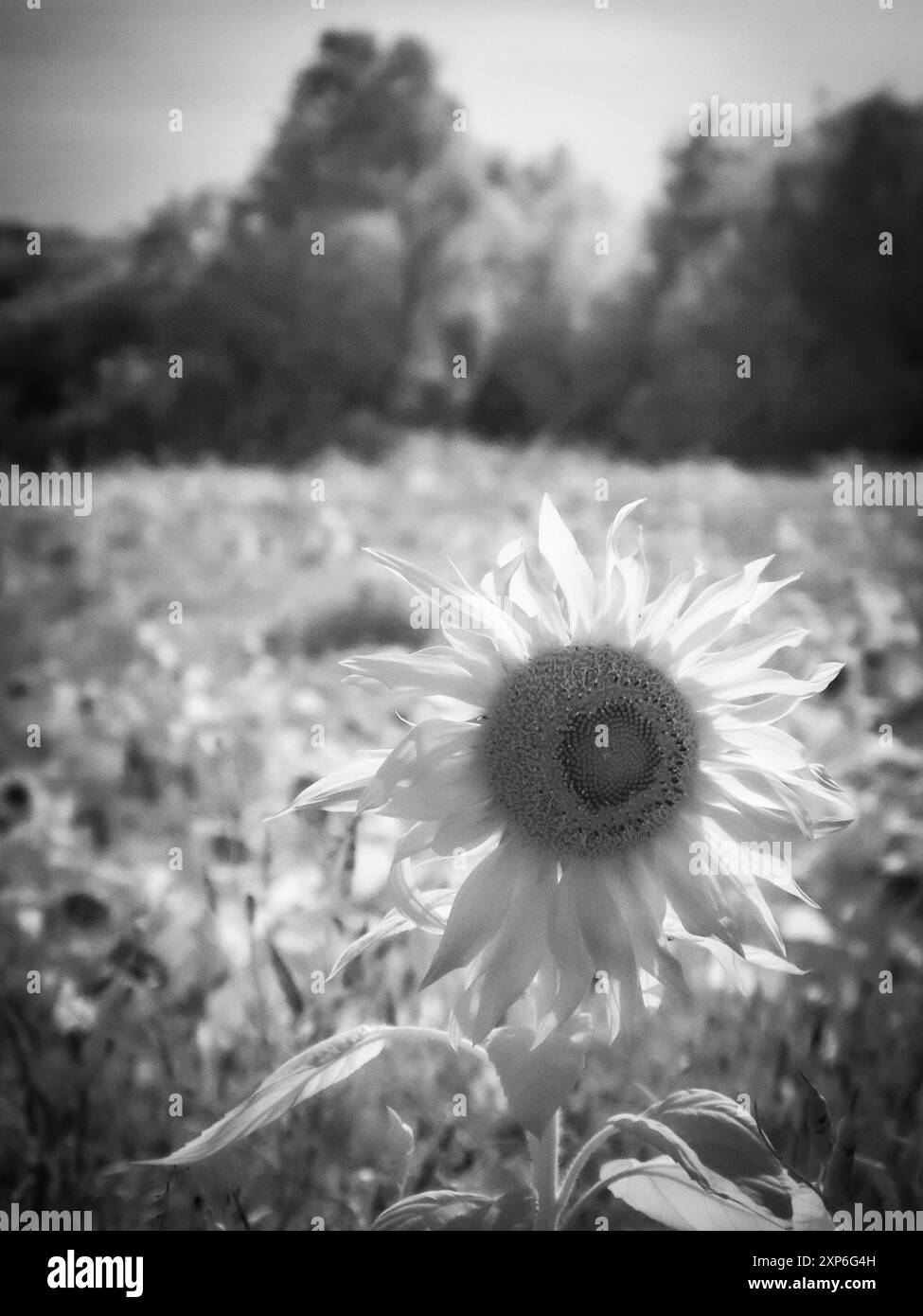 chiudere il fiore della messa a fuoco Foto Stock