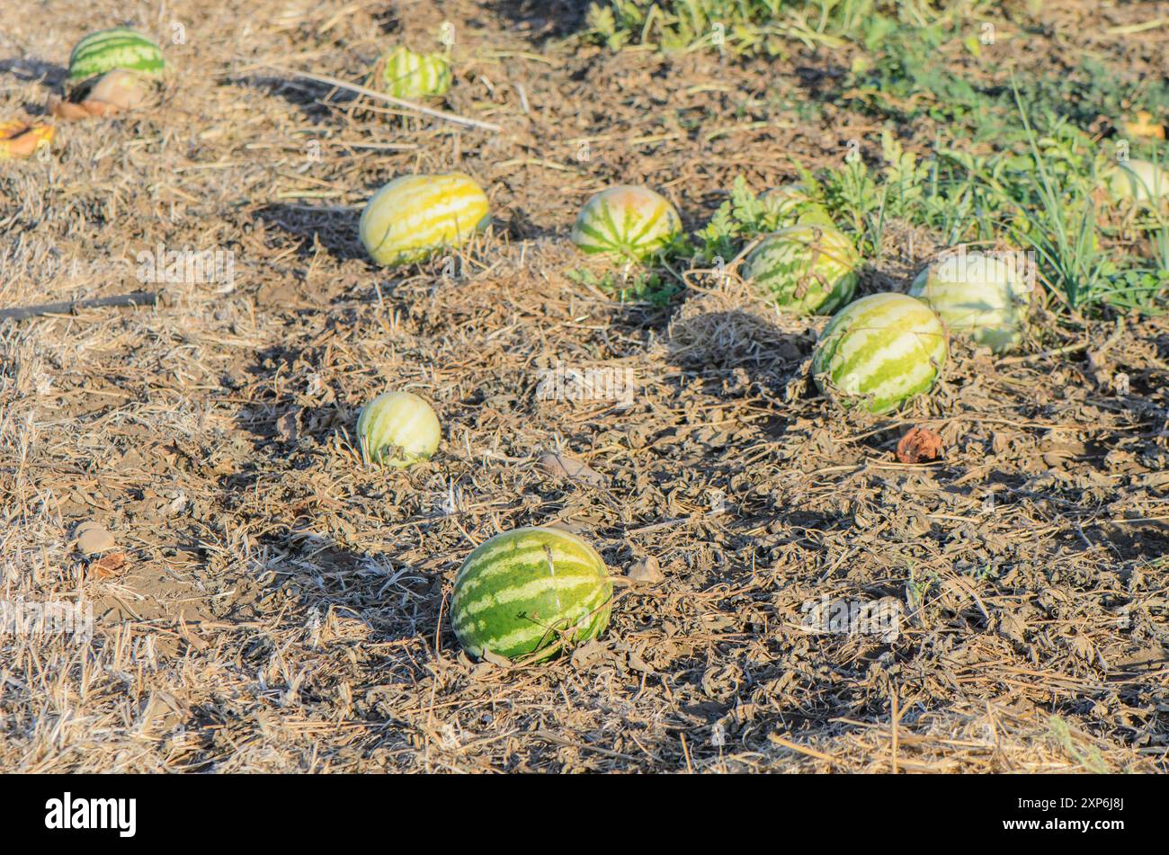 Raccolta di anguria in un campo. Foto Stock