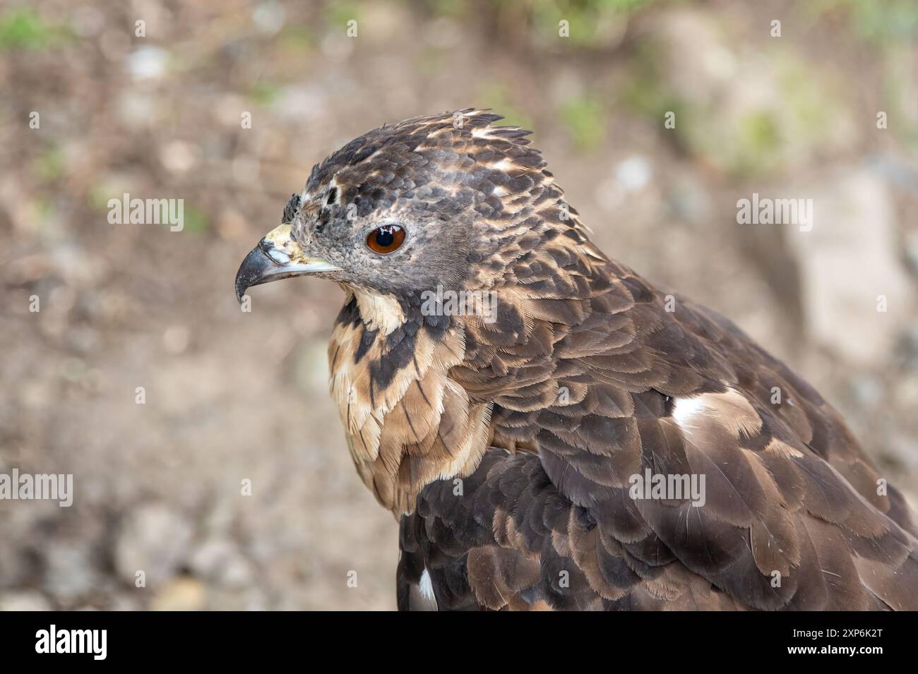 La poiana di miele crestato (Pernis ptilorhynchus), nota anche come poiana orientale, asiatica o orientale Foto Stock