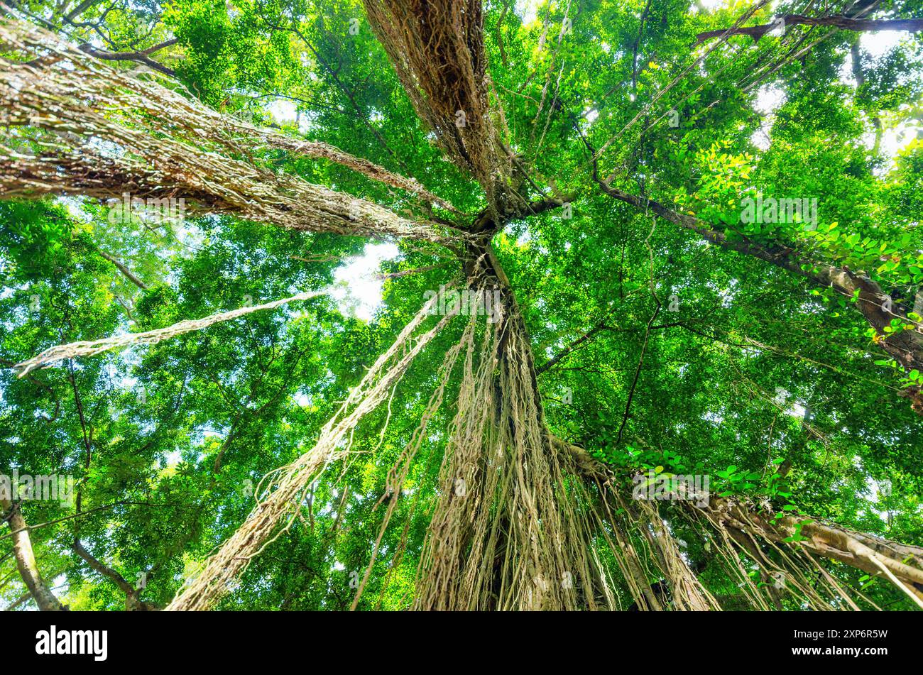 Alberi verdi nella foresta pluviale tropicale Foto Stock