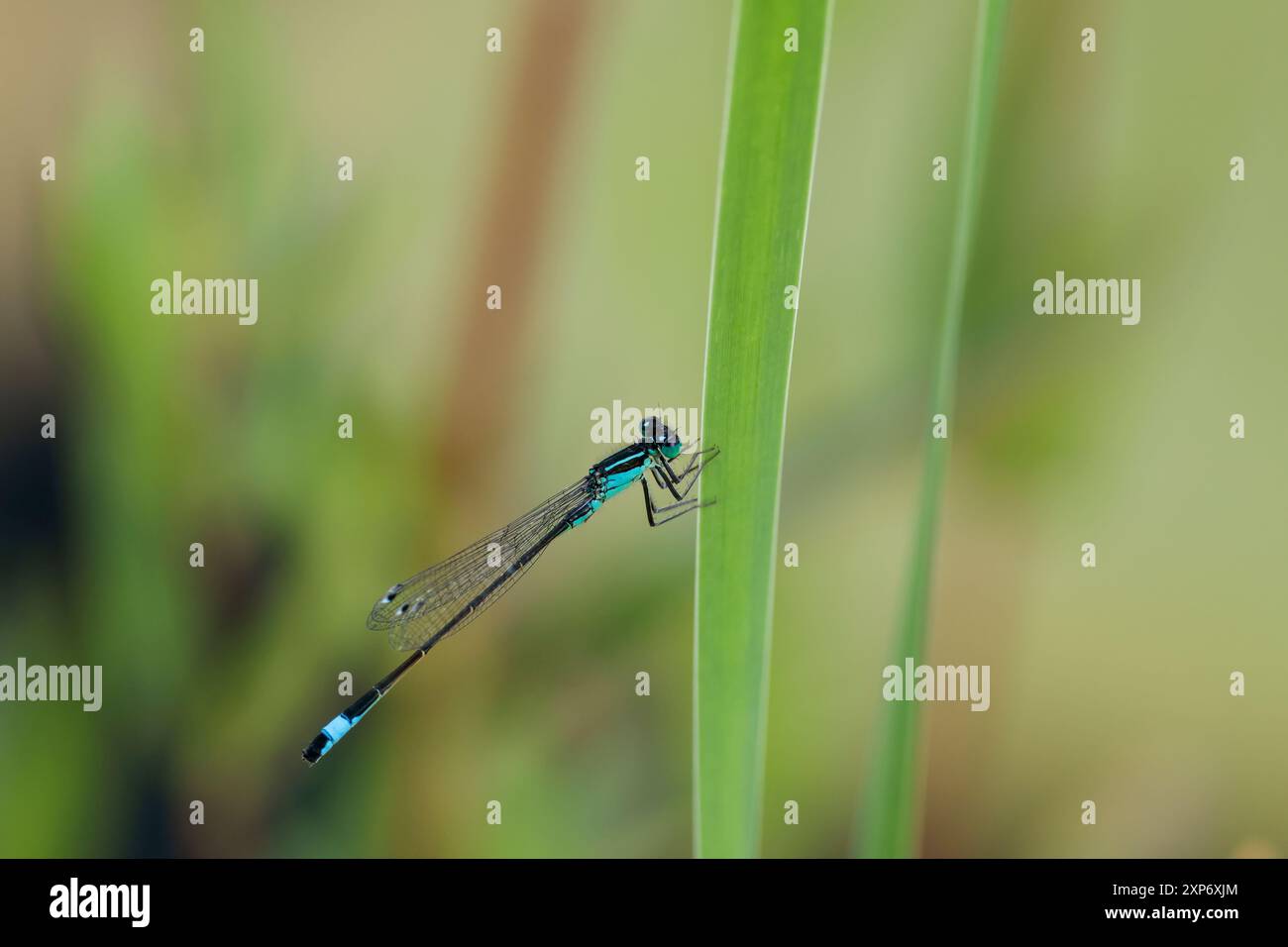 Damigella dalla coda blu Ischnura elegans, principalmente corpo nero con il segmento otto strisce nere blu cielo su occhi blu torace e occhi neri estate UK Foto Stock