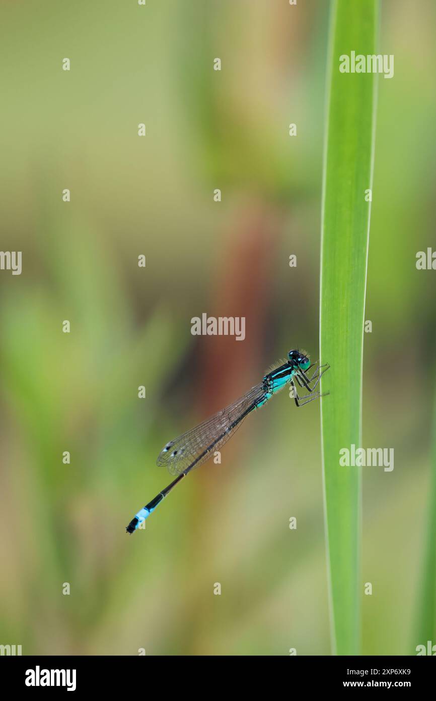 Damigella dalla coda blu Ischnura elegans, principalmente corpo nero con il segmento otto strisce nere blu cielo su occhi blu torace e occhi neri estate UK Foto Stock
