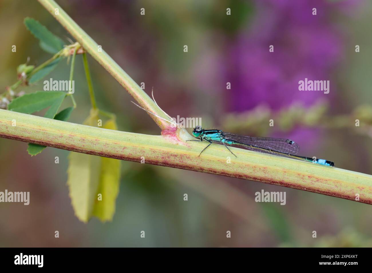 Damigella dalla coda blu Ischnura elegans, principalmente corpo nero con il segmento otto strisce nere blu cielo su occhi blu torace e occhi neri estate UK Foto Stock