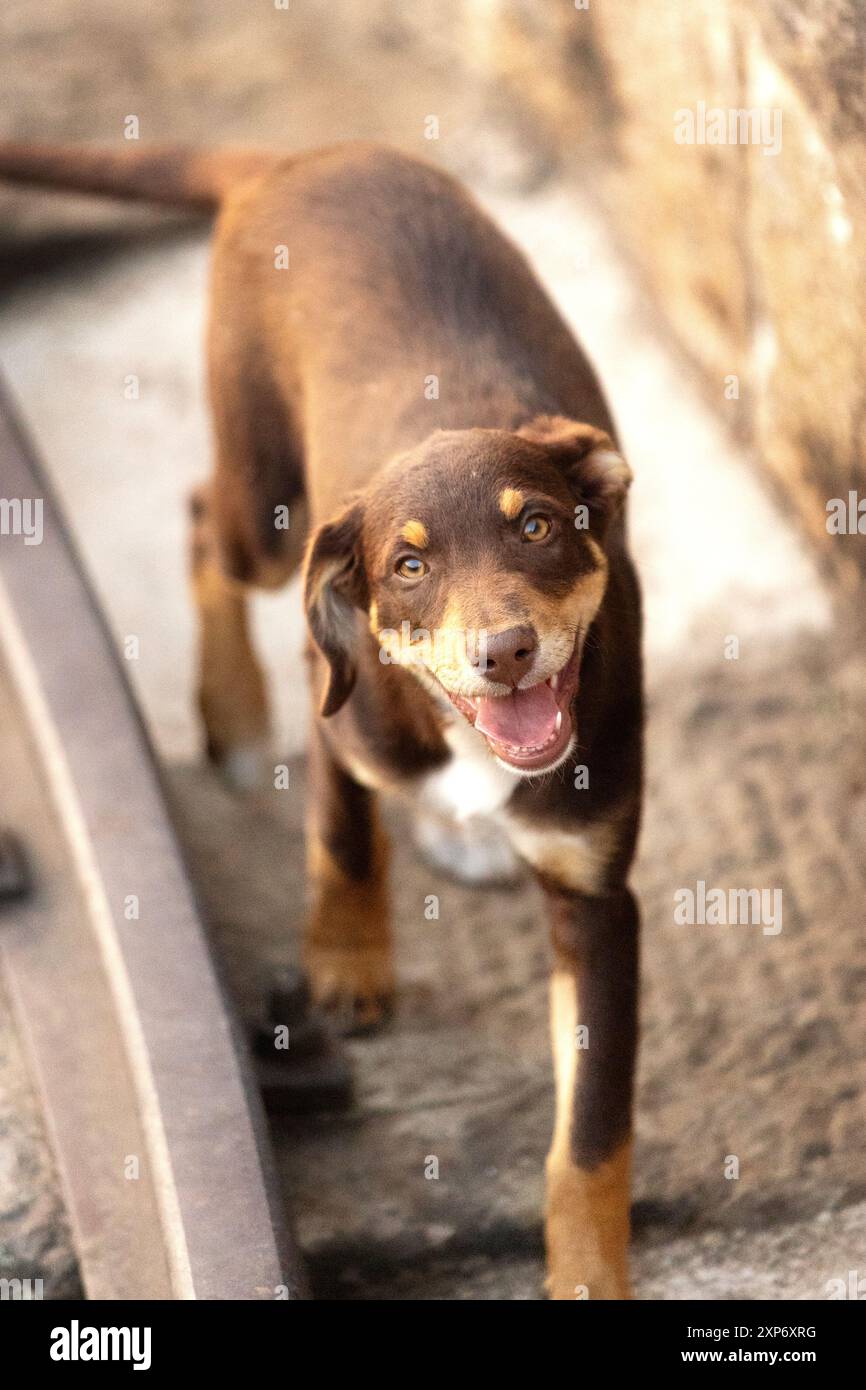 Il cucciolo Brown mutt cammina all'aperto. Cane di razza mista Foto Stock