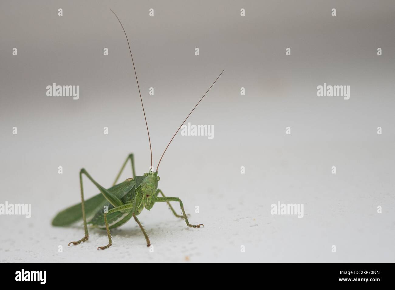Great Green Bush-cricket Insect nella famiglia Tettigoniidae comunemente chiamato Katydids erroneamente chiamato Grasshopper. piccola creatura avvistata selvaggia all'aperto Foto Stock