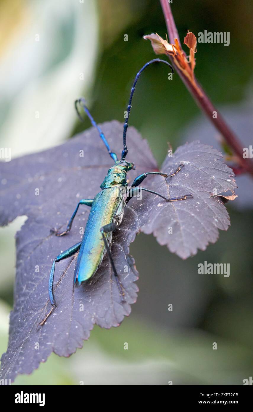 Il muschio verde scarabeo di longhorn, latino Aromia moschata, si trova sulla foglia di un cespuglio del diavolo Foto Stock