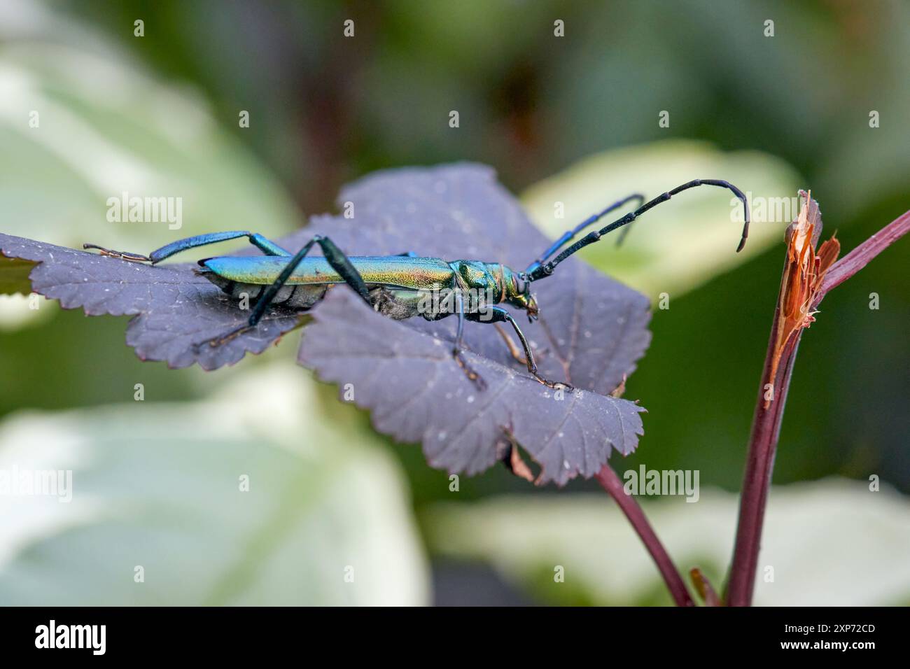 Il muschio verde scarabeo di longhorn, latino Aromia moschata, si trova sulla foglia di un cespuglio del diavolo viola Foto Stock