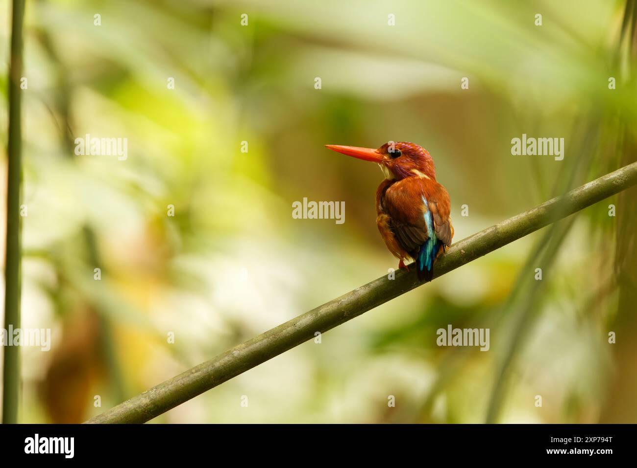 Il nano Sulawesi kingfisher (Ceyx fallax) è una specie di uccello della famiglia Alcedinidae endemica dell'isola Sulawesi, Indonesia. Foto Stock