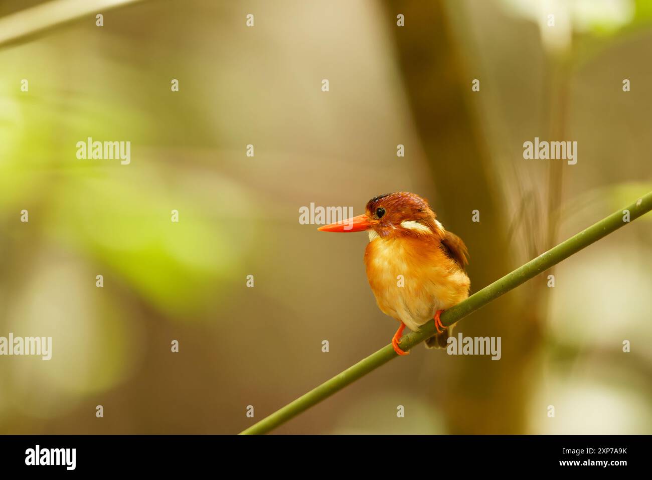 Il nano Sulawesi kingfisher (Ceyx fallax) è una specie di uccello della famiglia Alcedinidae endemica dell'isola Sulawesi, Indonesia. Foto Stock