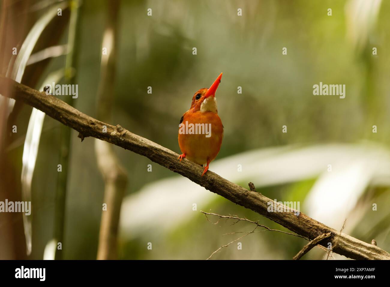 Il nano Sulawesi kingfisher (Ceyx fallax) è una specie di uccello della famiglia Alcedinidae endemica dell'isola Sulawesi, Indonesia. Foto Stock