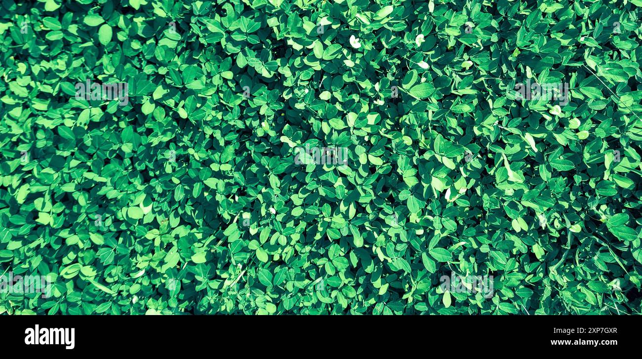 Vibrant Nature lascia lo sfondo dell'immagine texture. Modello naturale di foglie fresche e naturali. Foto Stock