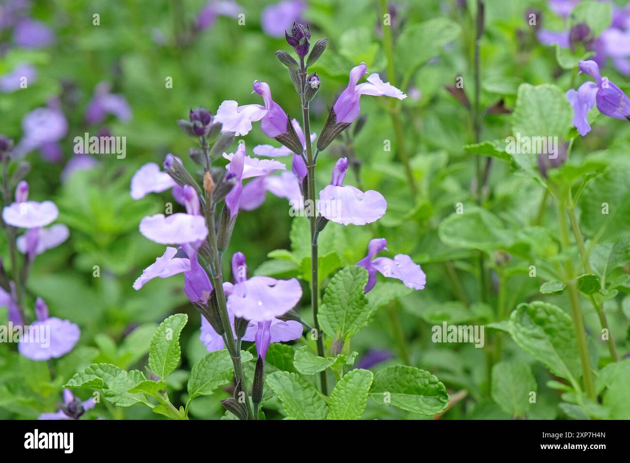 Salvia «so Cool pale Blue» in fiore. Foto Stock