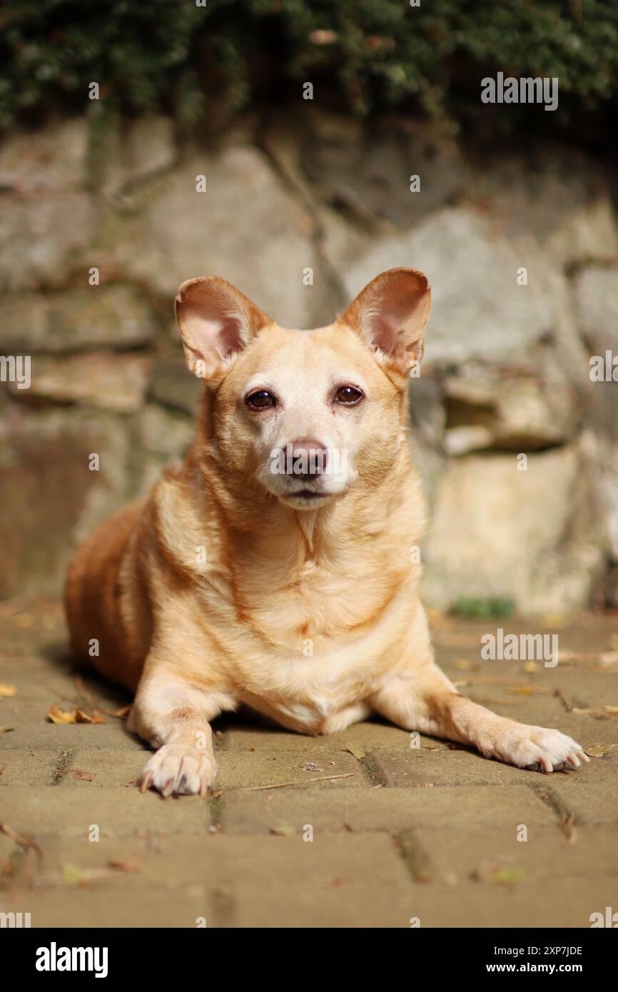 Un cane marrone chiaro giace sui marciapiedi con sfondo sassoso. Foto Stock