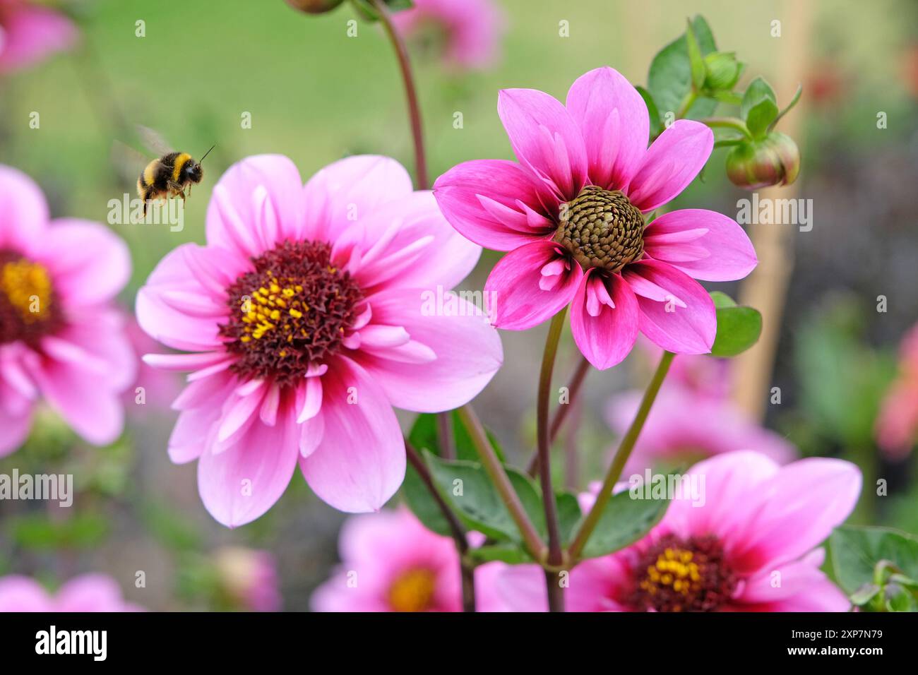 Un bumble bee vola verso la collarette rosa e viola Dahlia «Skyfall» in fiore. Foto Stock