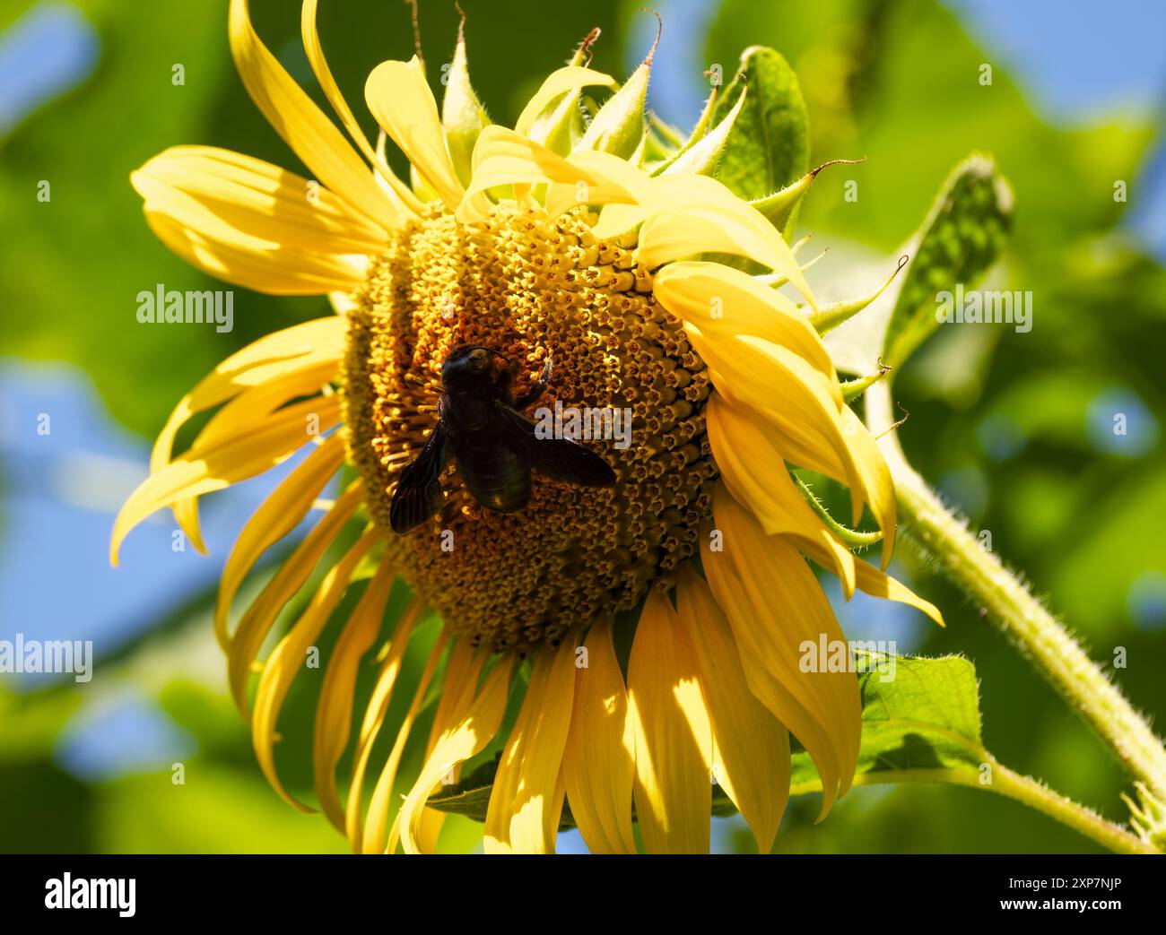 Primo piano di un'ape falegname su un girasole fiorito Foto Stock