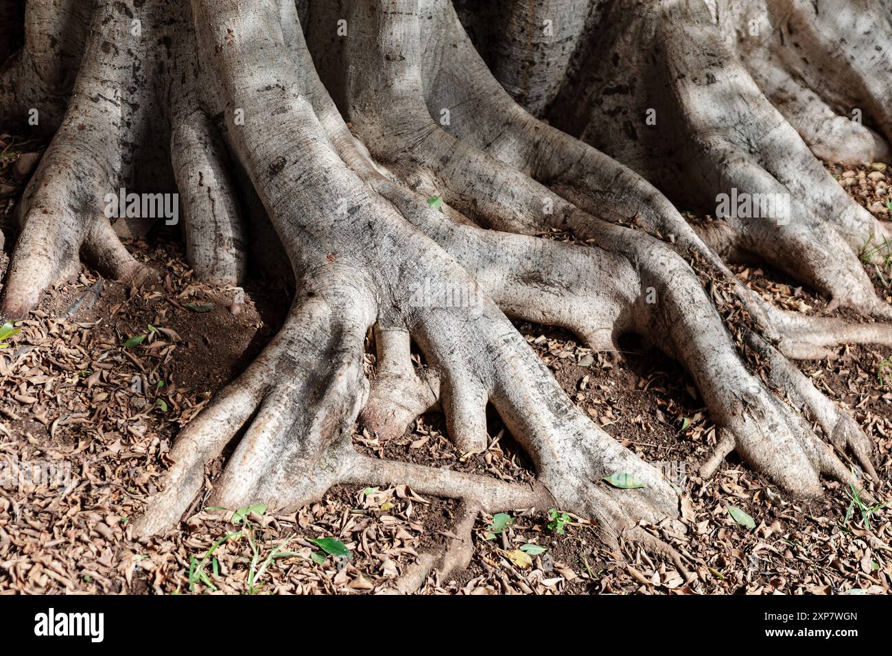 Albero maestoso con radici esposte, che simboleggia la forza e la resilienza in natura. Le radici sono sparse e sembrano raggiungere il terreno Foto Stock