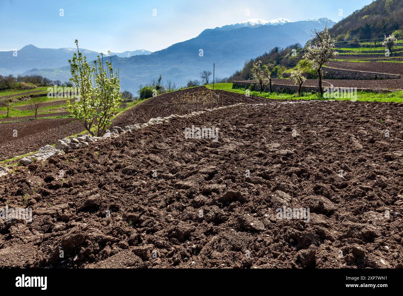 Campi appena arati nel bacino sottostante Manzano, incorniciati da colline terrazzate, alberi primaverili e vette alpine innevate nel nord Italia Foto Stock